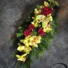 primula 6